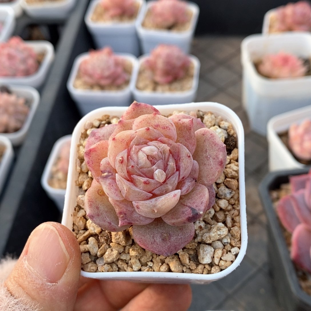 精品多肉一物一拍122