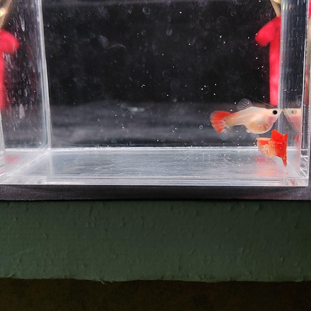 孔雀鱼编号29银河琉璃玻璃猫