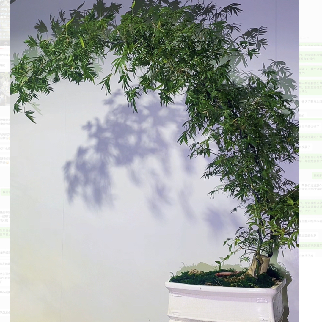 小叶簕竹/簕竹熟桩 特价