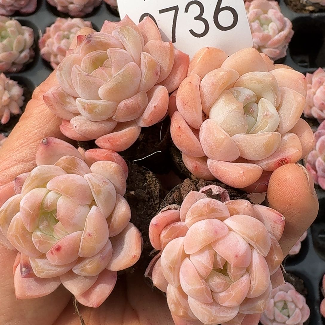 杂交新品珍妮多肉736