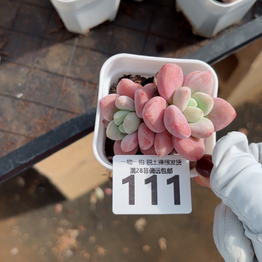 洛神老桩无盆土发货