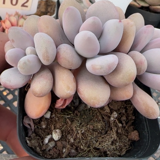 130桃蛋。一物一拍多肉