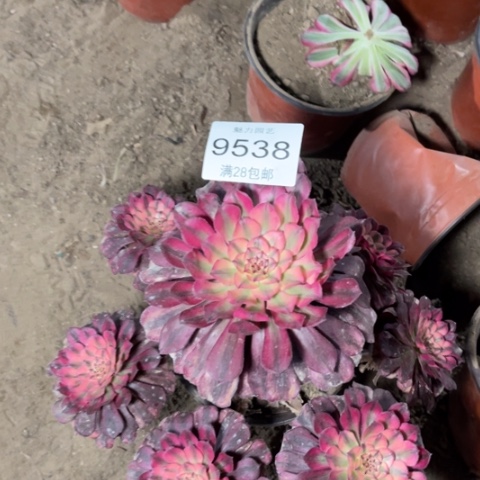 红颜多肉多多9538