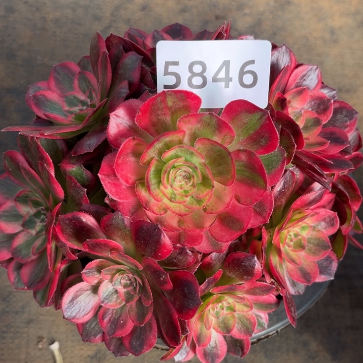 新品赤子心特价多肉