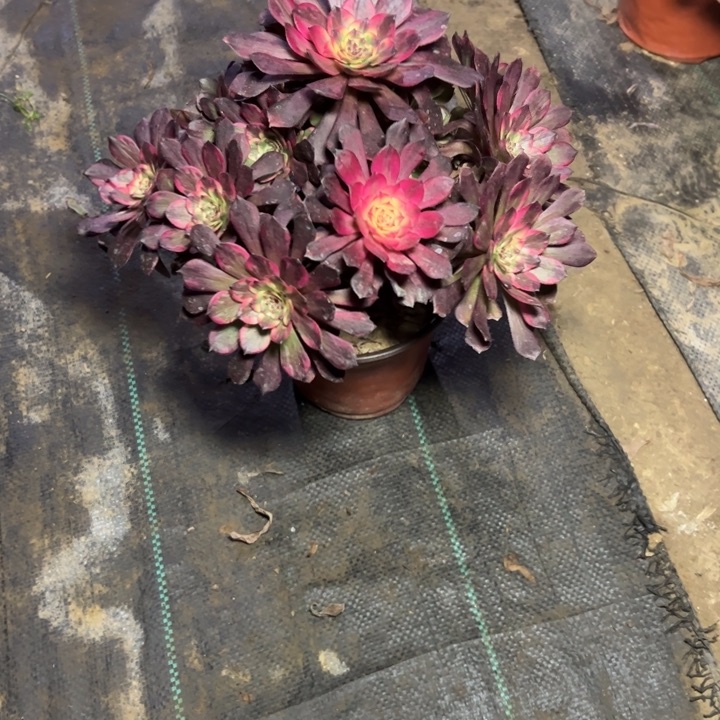 17烟花多肉多肉多肉多肉