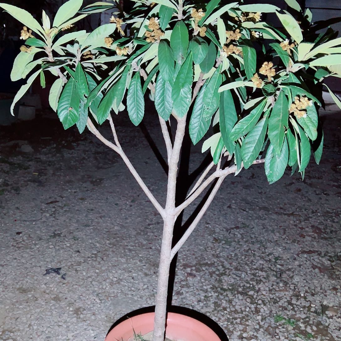 M***e完全开放22222222