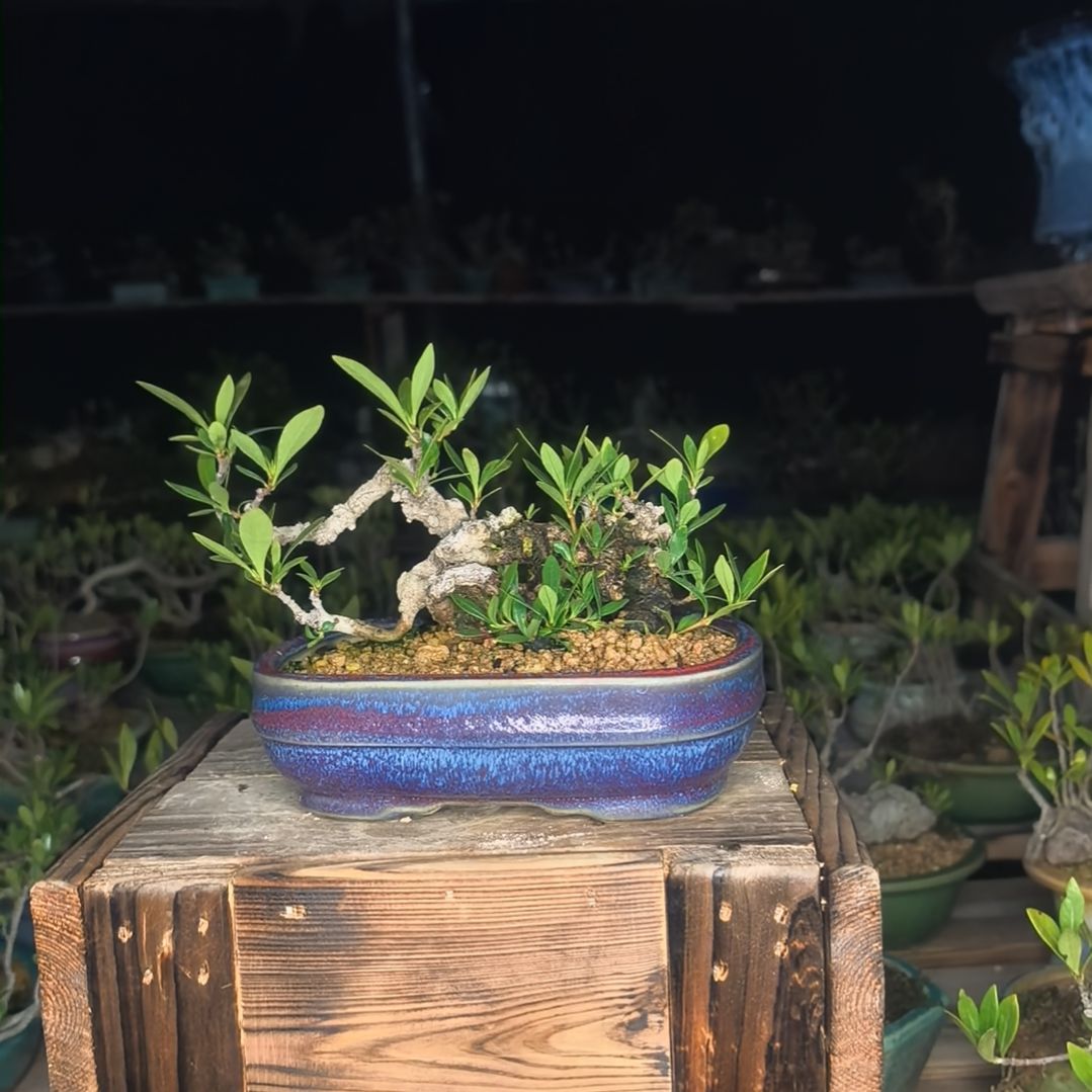 栀子花盆栽小米叶栀子花