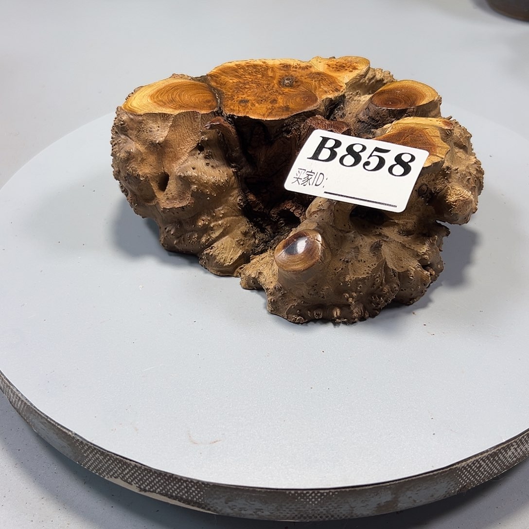 大果紫檀（缅甸花梨）是*是