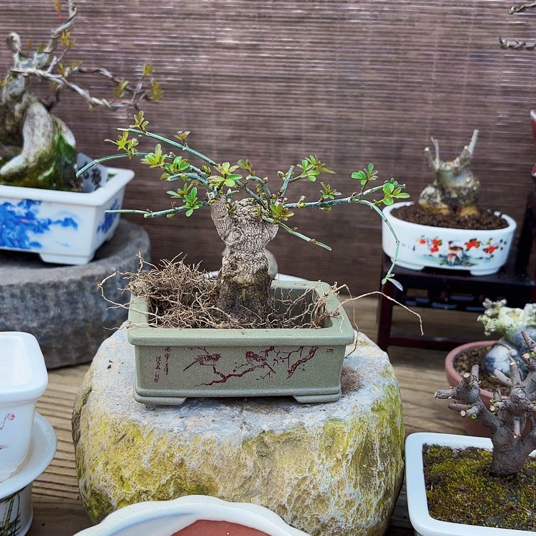 蛋***变精品迎春花