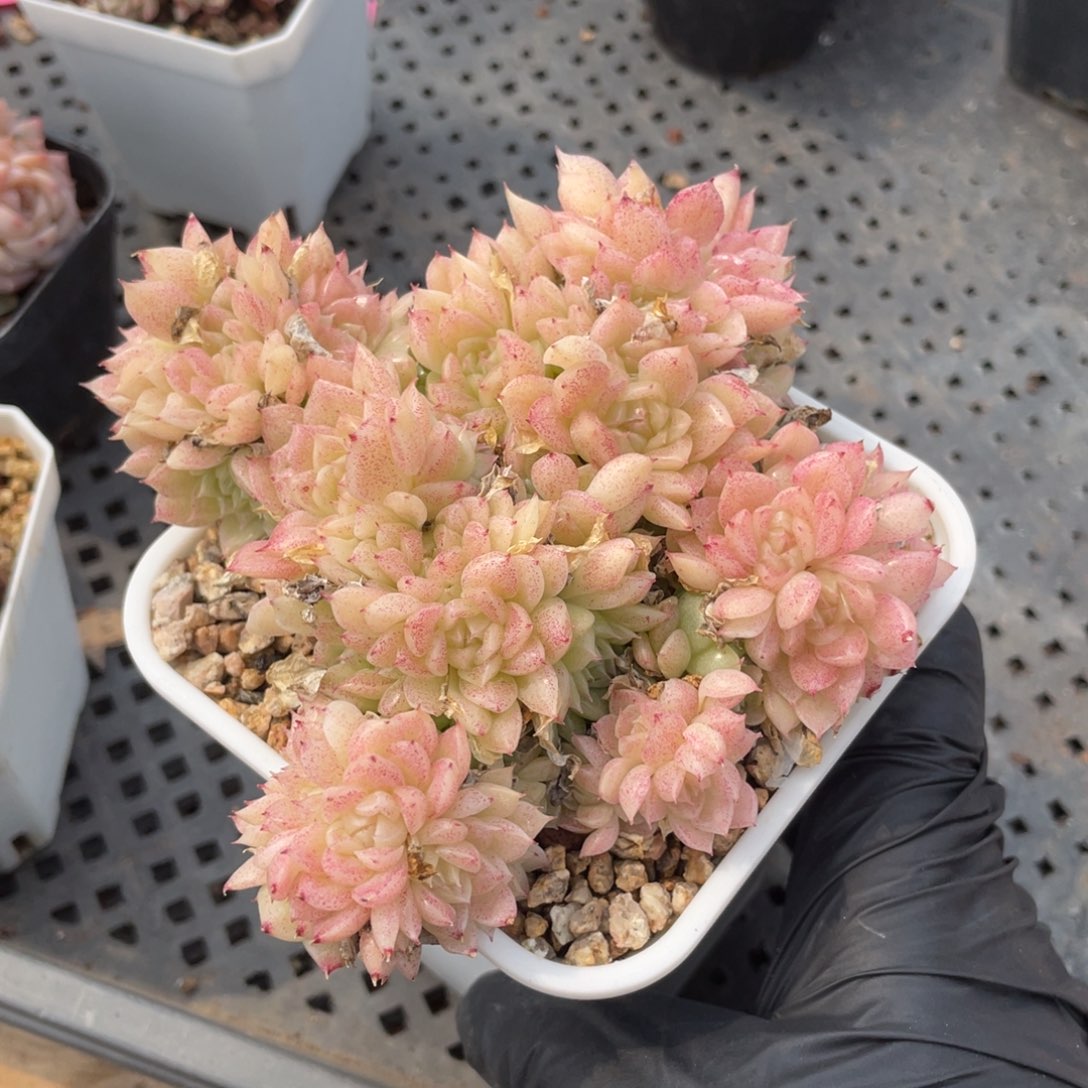 优选麦秆福利1170