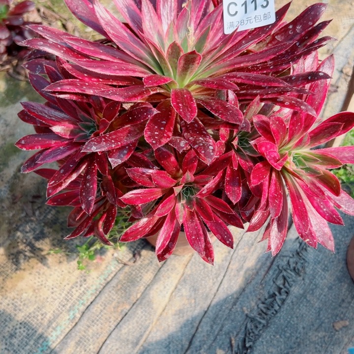 ，113孔雀即多肉植物