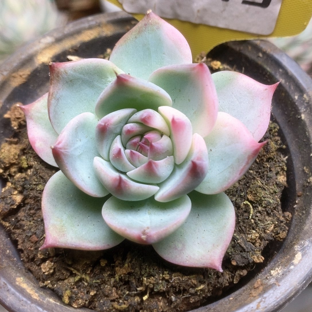 213锦锦锦锦锦锦