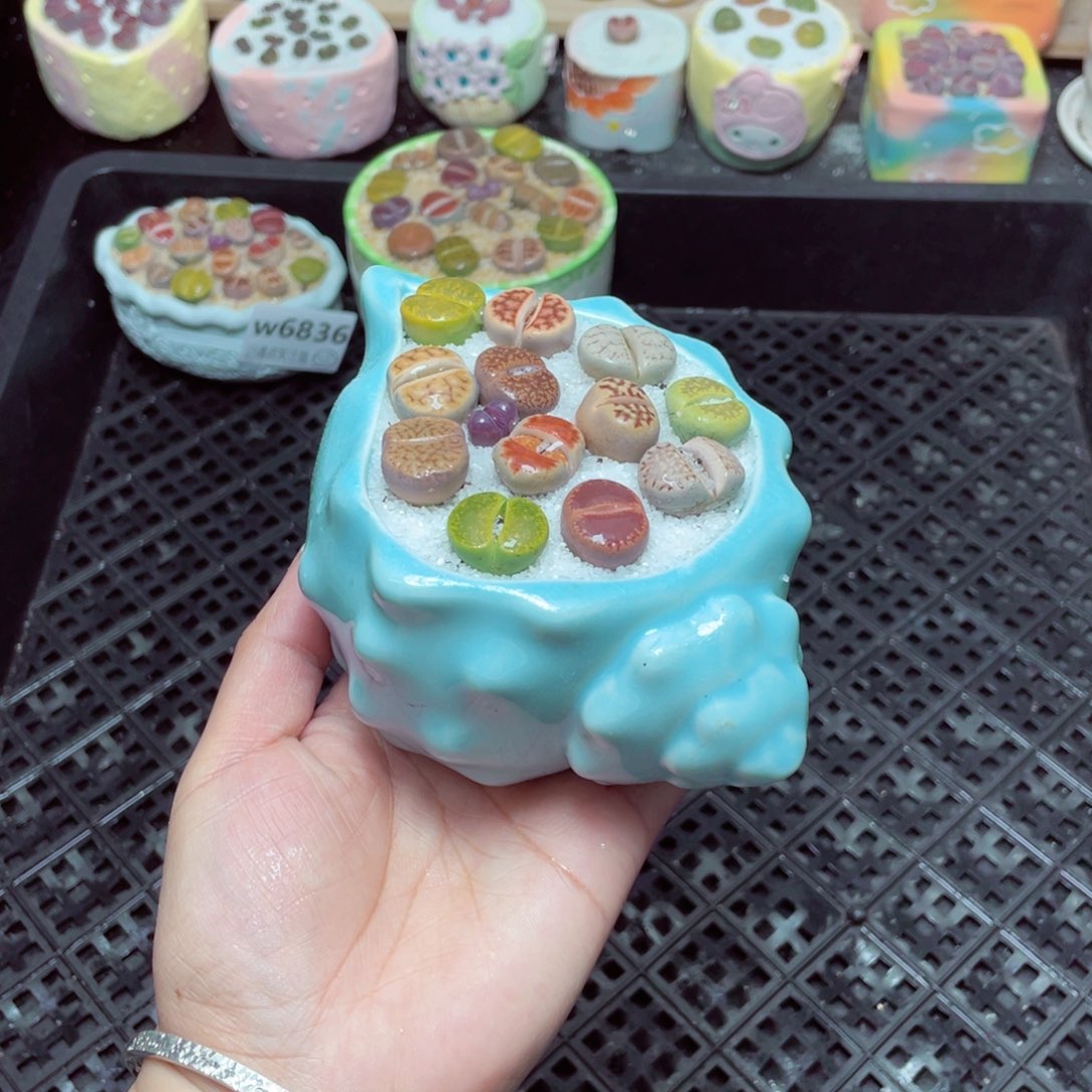 w6838 -零下地区拍保温箱-15支持寄养