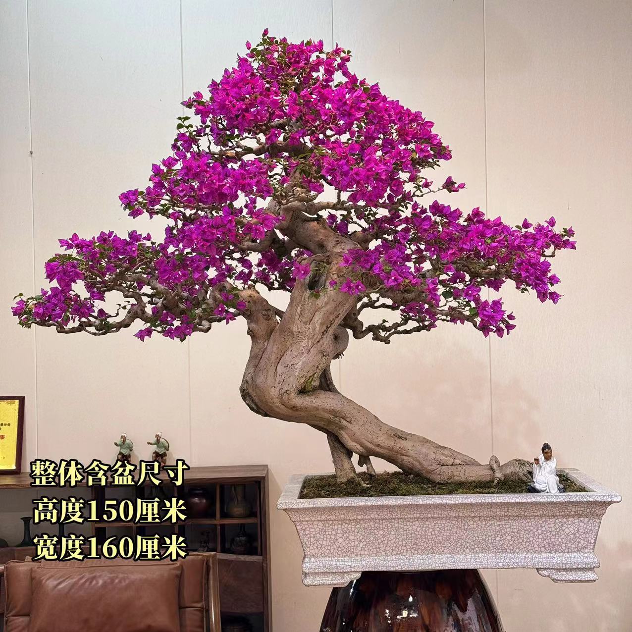 【叶胜园艺】精品小叶紫老桩三角梅盆景