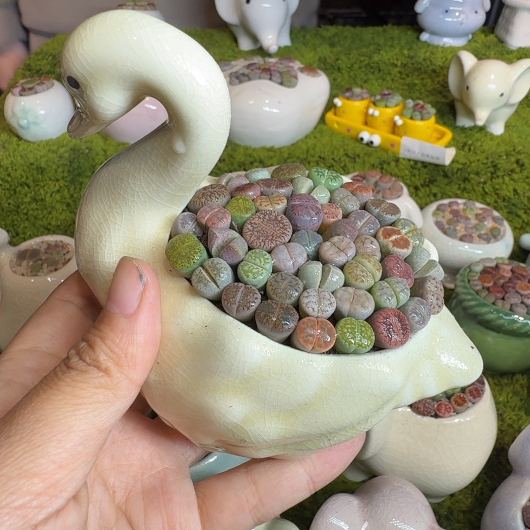 多肉植物福利冲冲1
