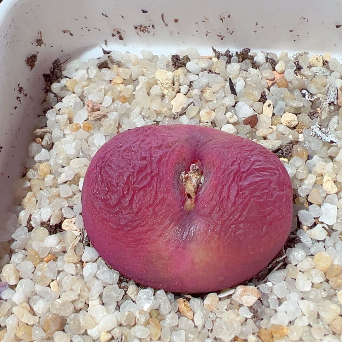 甜*吖217-231多肉蟠桃