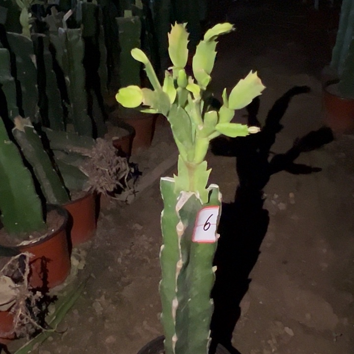 当前无花栽培后可以开花鲁迪6