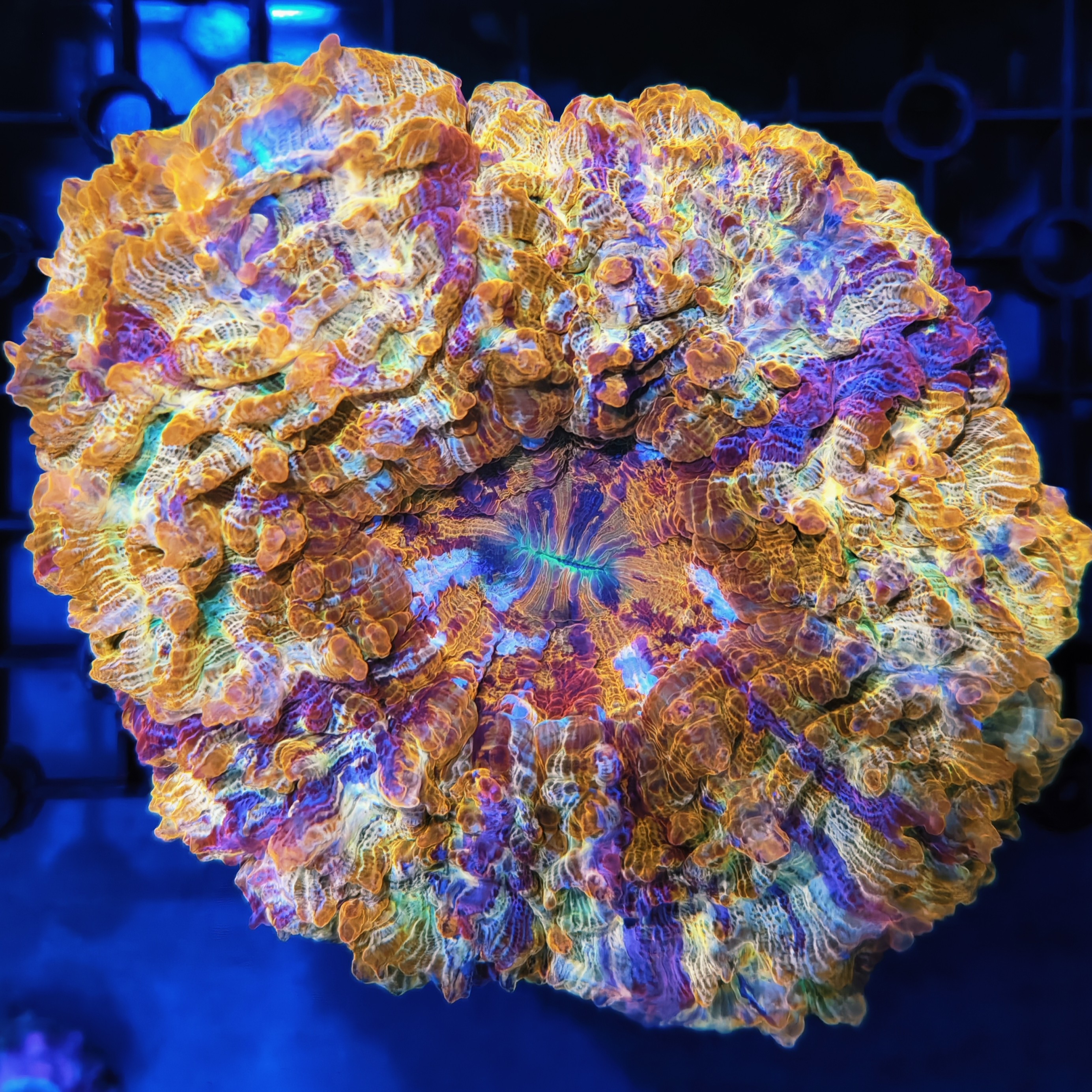 YAKSA亚克萨海缸珊瑚，直播间一物一拍