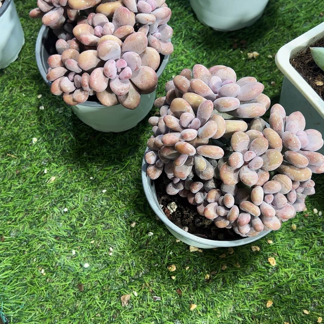 桃蛋群生多肉植物