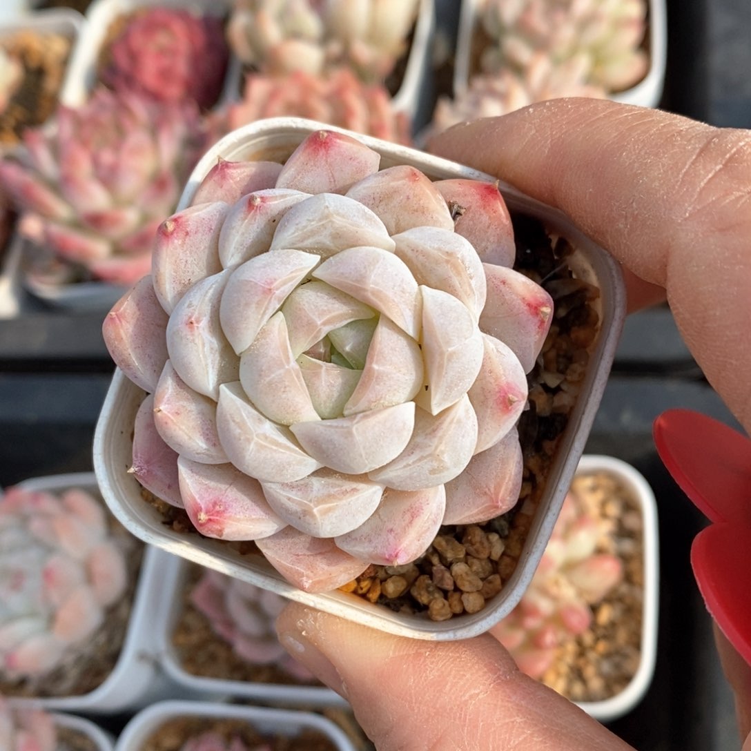 精品多肉一物一拍不包整138