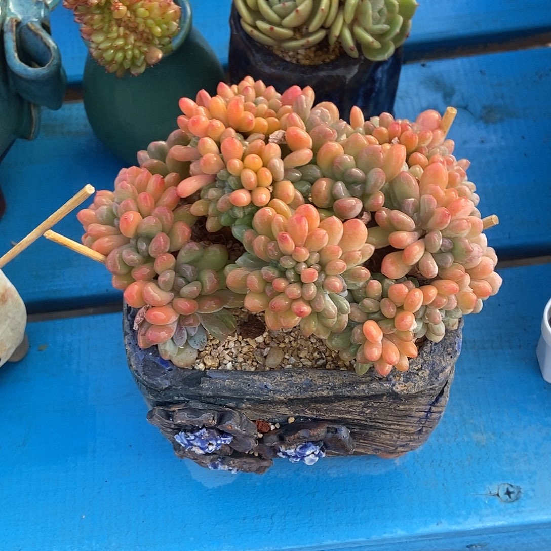 灯美人缀化一物一拍