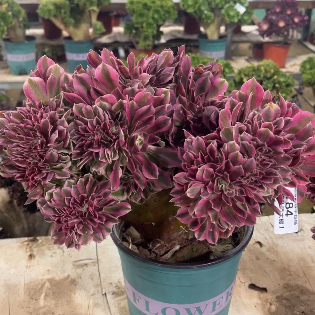 184粉女巫缀化多肉植物法师