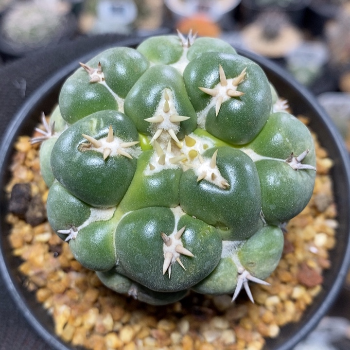 白刺獠牙324号5.4cm