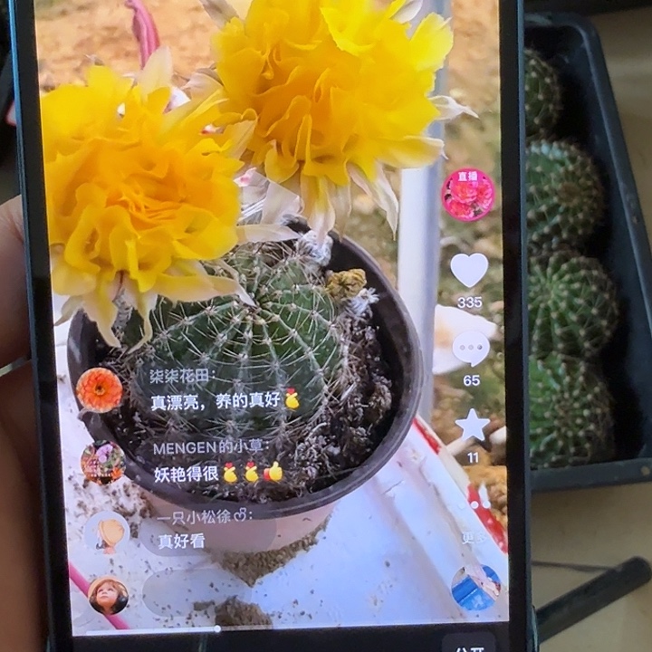 仙人球彩草侧芽歪黄琉璃