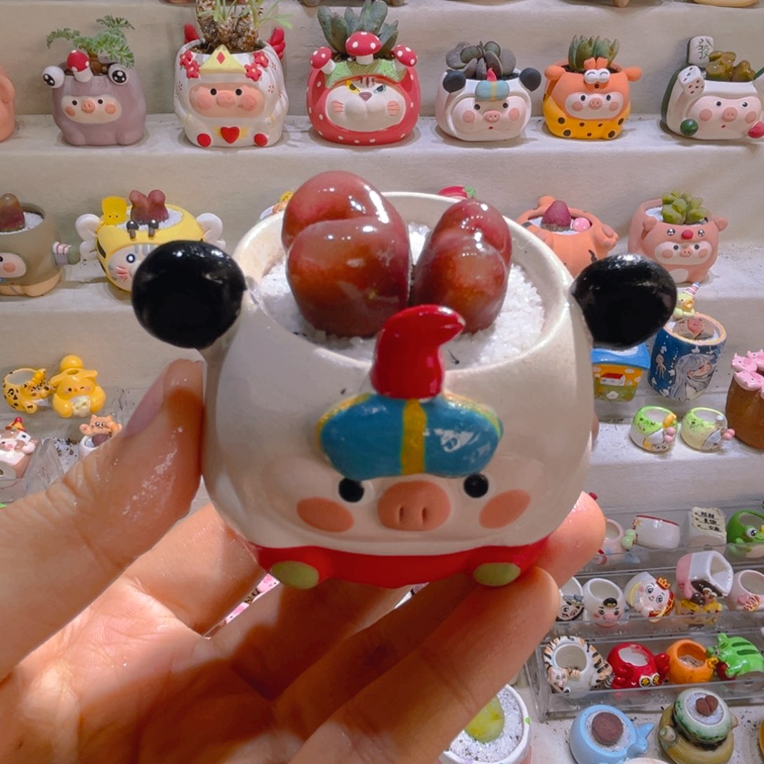 016高端多肉带盆土一套48