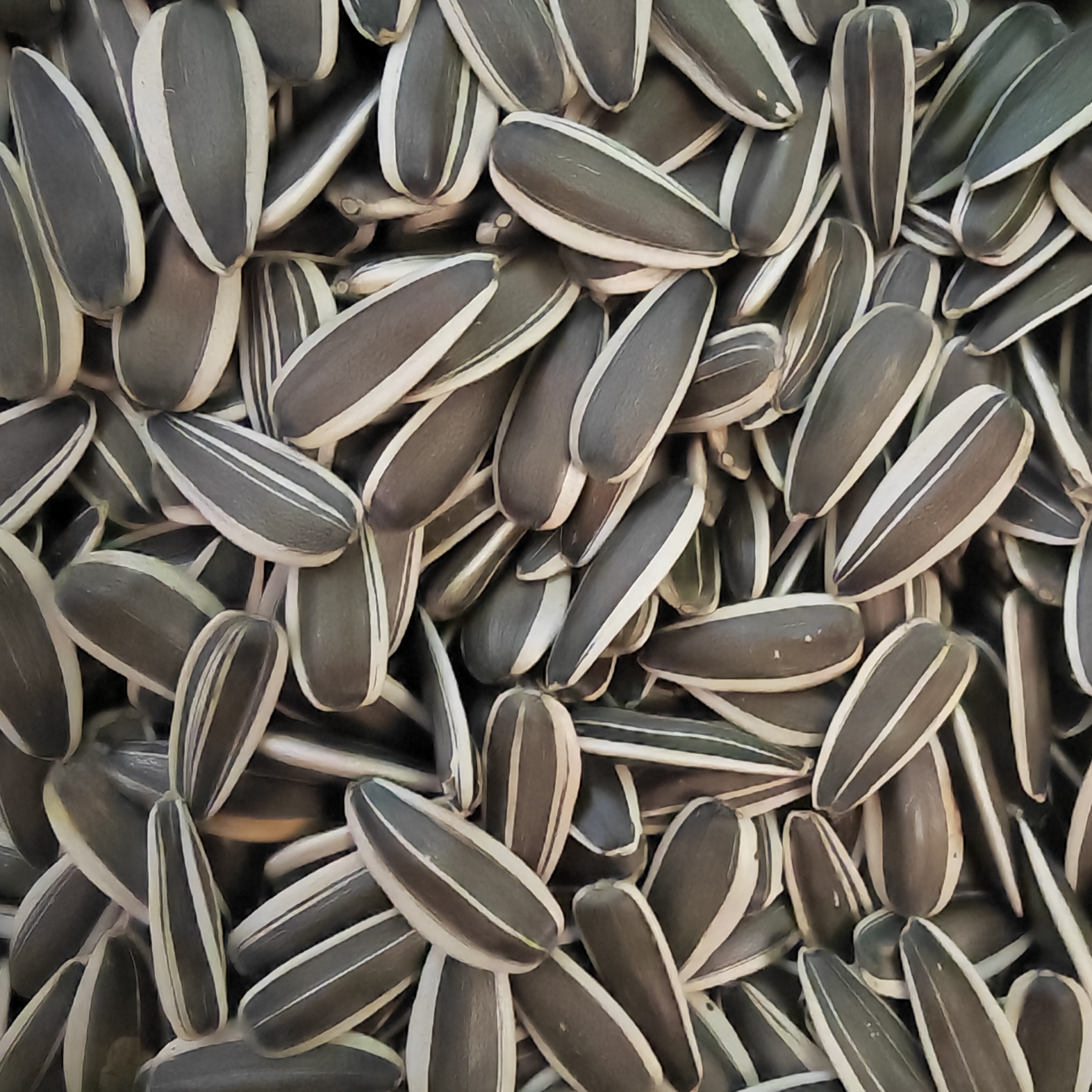 内蒙古新货原味生熟葵花籽大颗粒瓜子新鲜葵花子休闲零食香瓜子