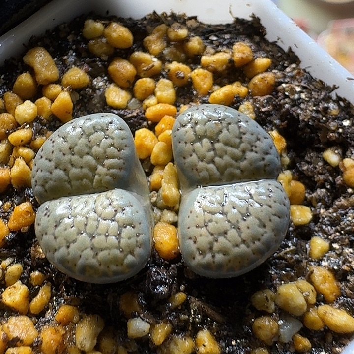 红花朝贡23:：。在。  32号