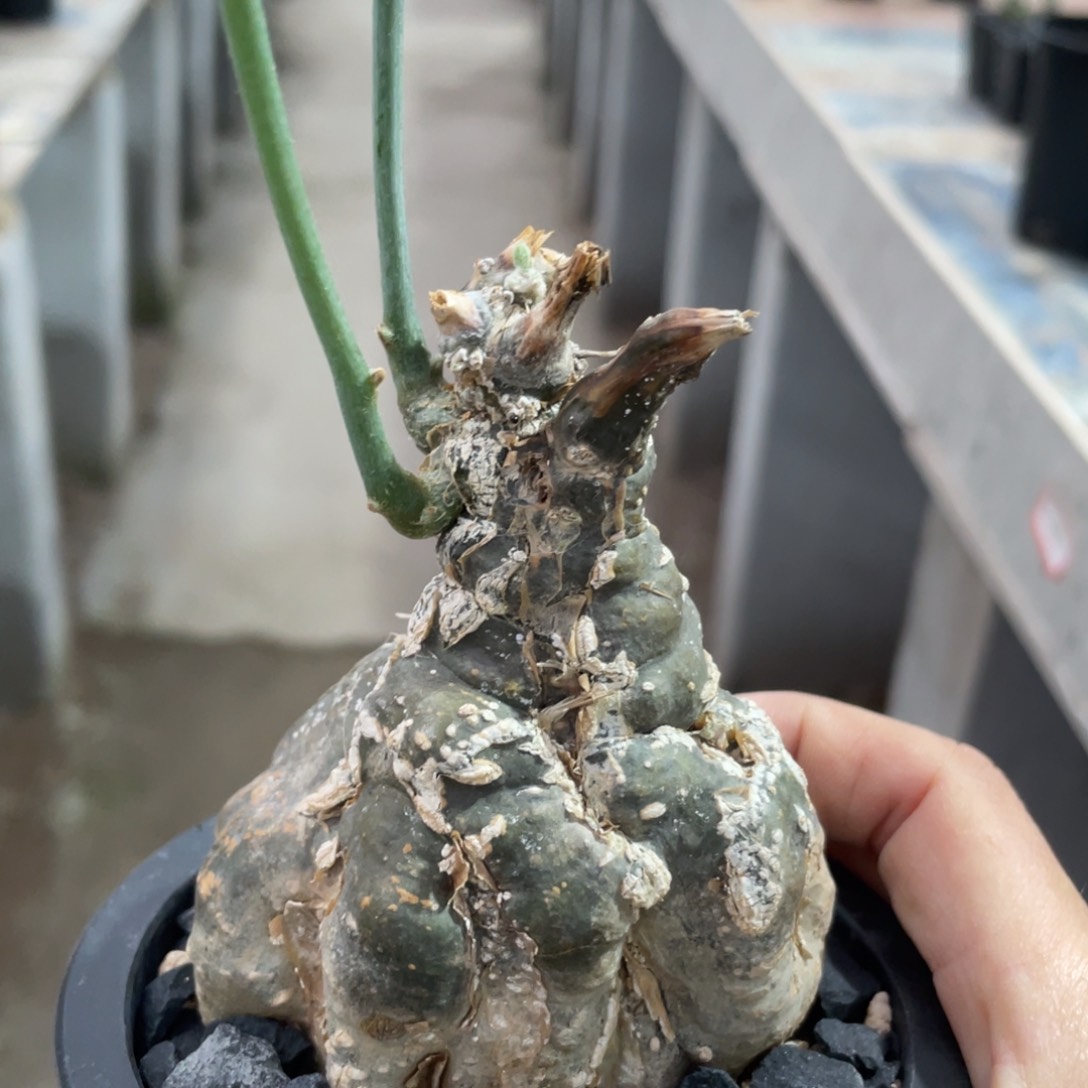 实生，矮胖，伊莎头葫芦
