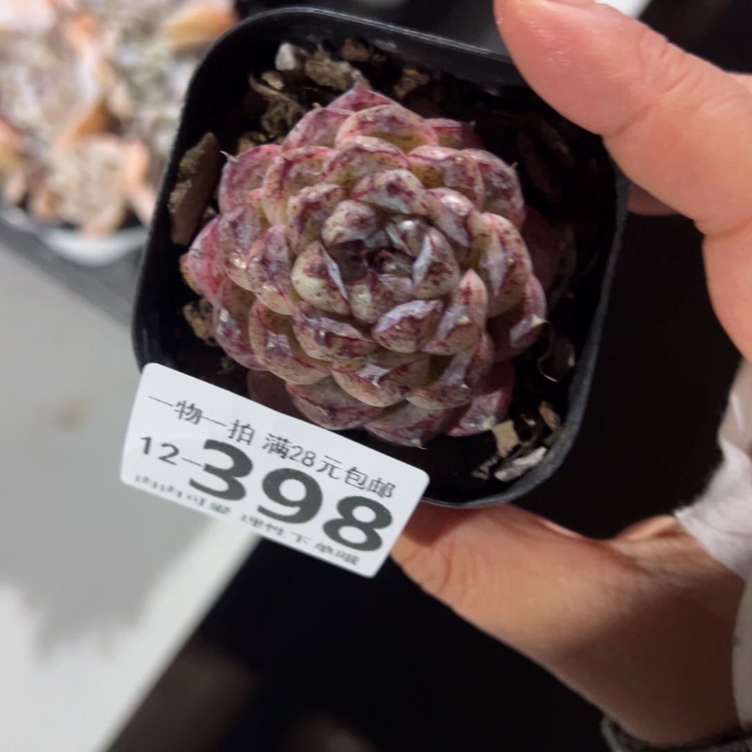 赤水晶多肉多肉多肉