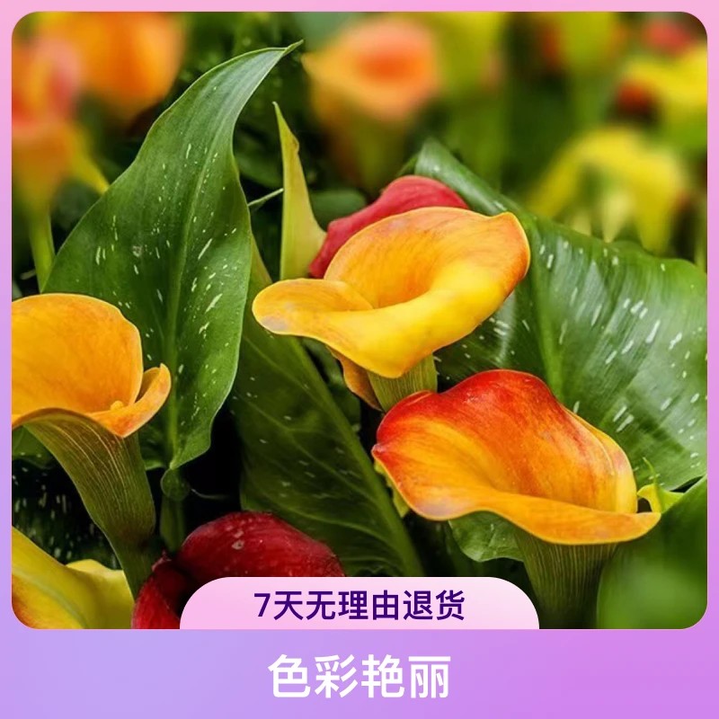 彩色马蹄莲大种球盆栽地栽春夏秋栽种高端花卉精品阳台观赏耐寒