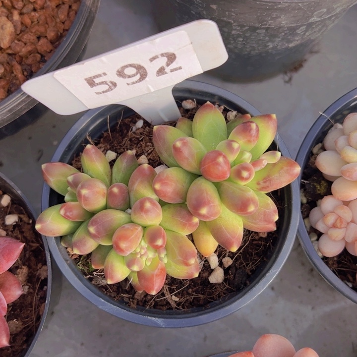 健健康康平平安安