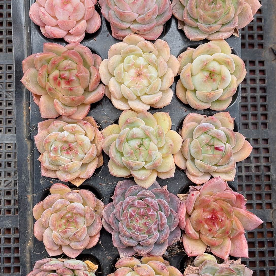 多肉植物一物一拍5-37