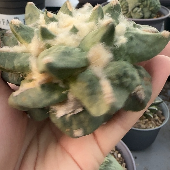 青瓷怒涛一物一拍