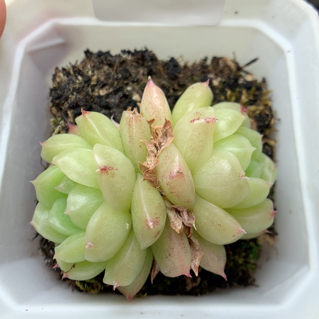 C8 ，柿子多肉20包邮两天凑单