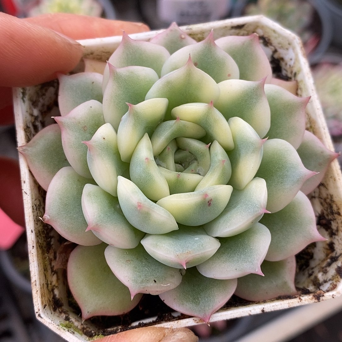 111粉爱丽儿哈哈哈哈哈哈