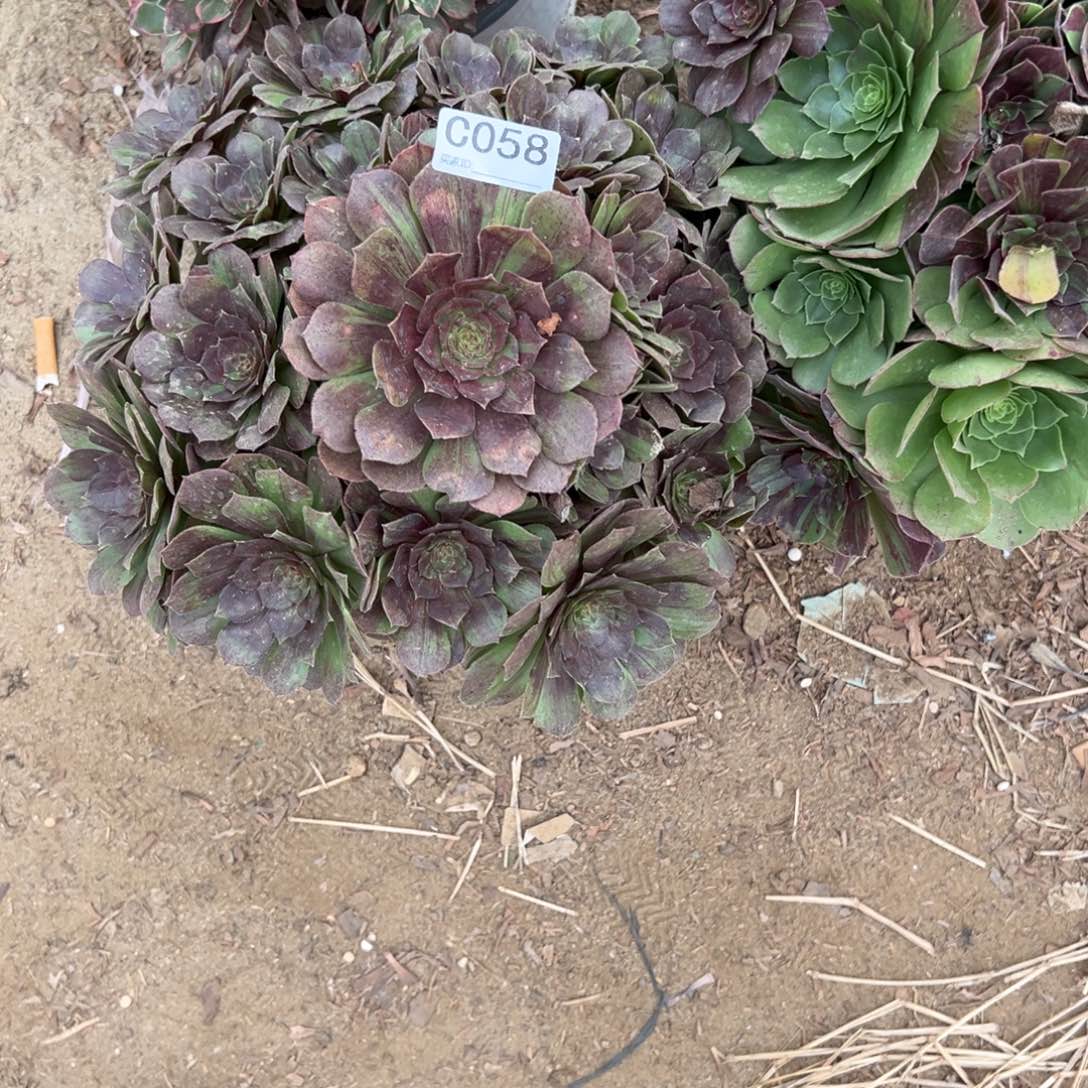 058花月夜多肉植物法师