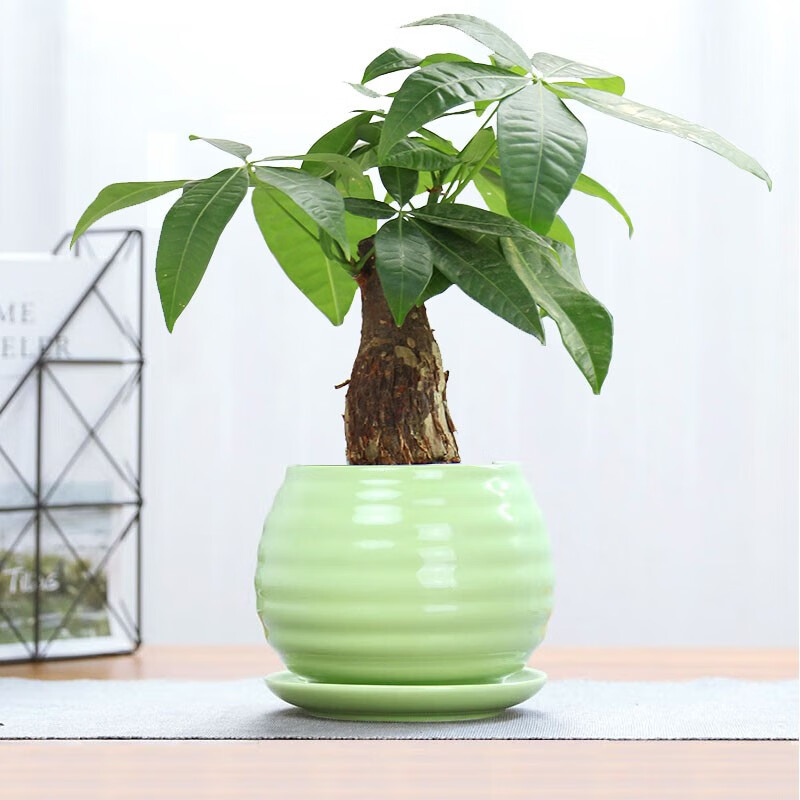 【两小时达】发财树白掌绿萝净化空气桌面小绿植盆栽好养开业乔迁