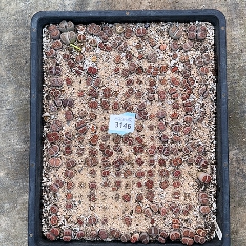 爱****33146，菊红窗清框特价脱土发货
