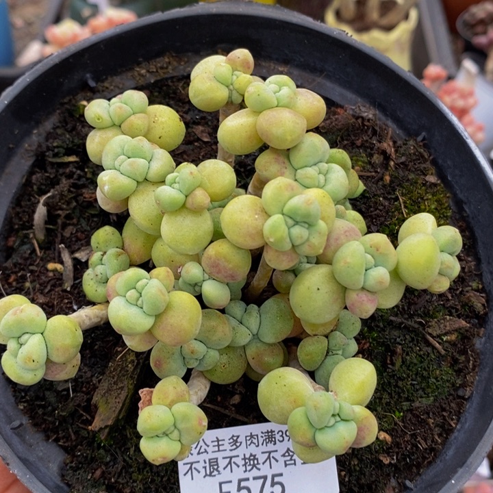 奶糕有砍7cm575多肉植物