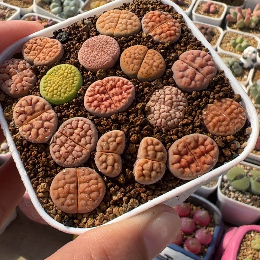 241多肉植物百科