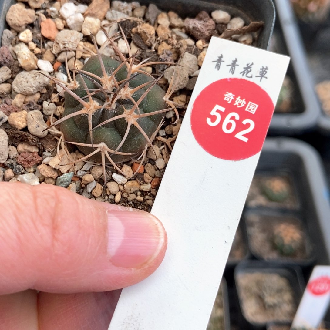 实生阵太刀2.8cm