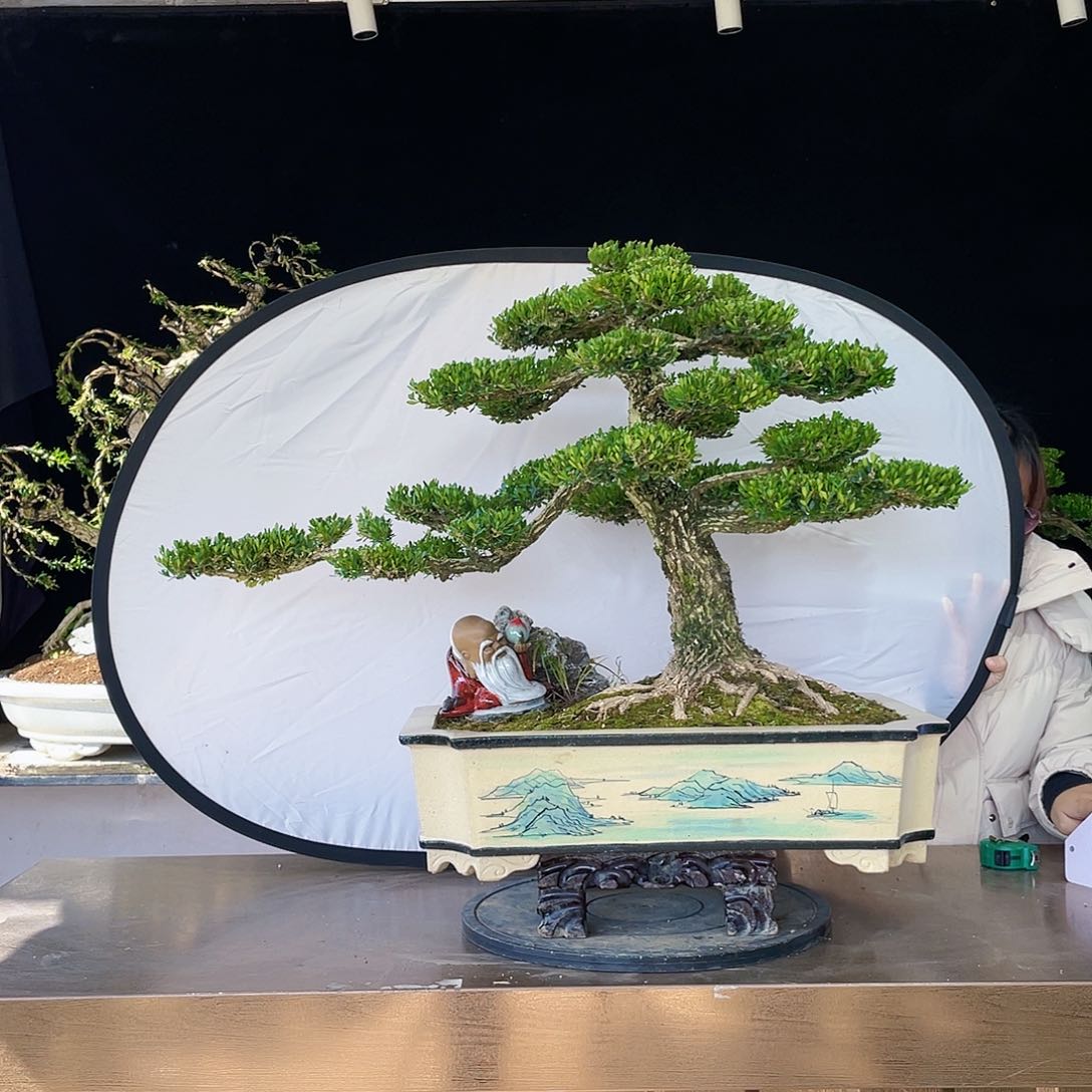 完全开放黄杨盆景四季常青