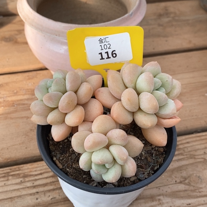 福利多多。102116