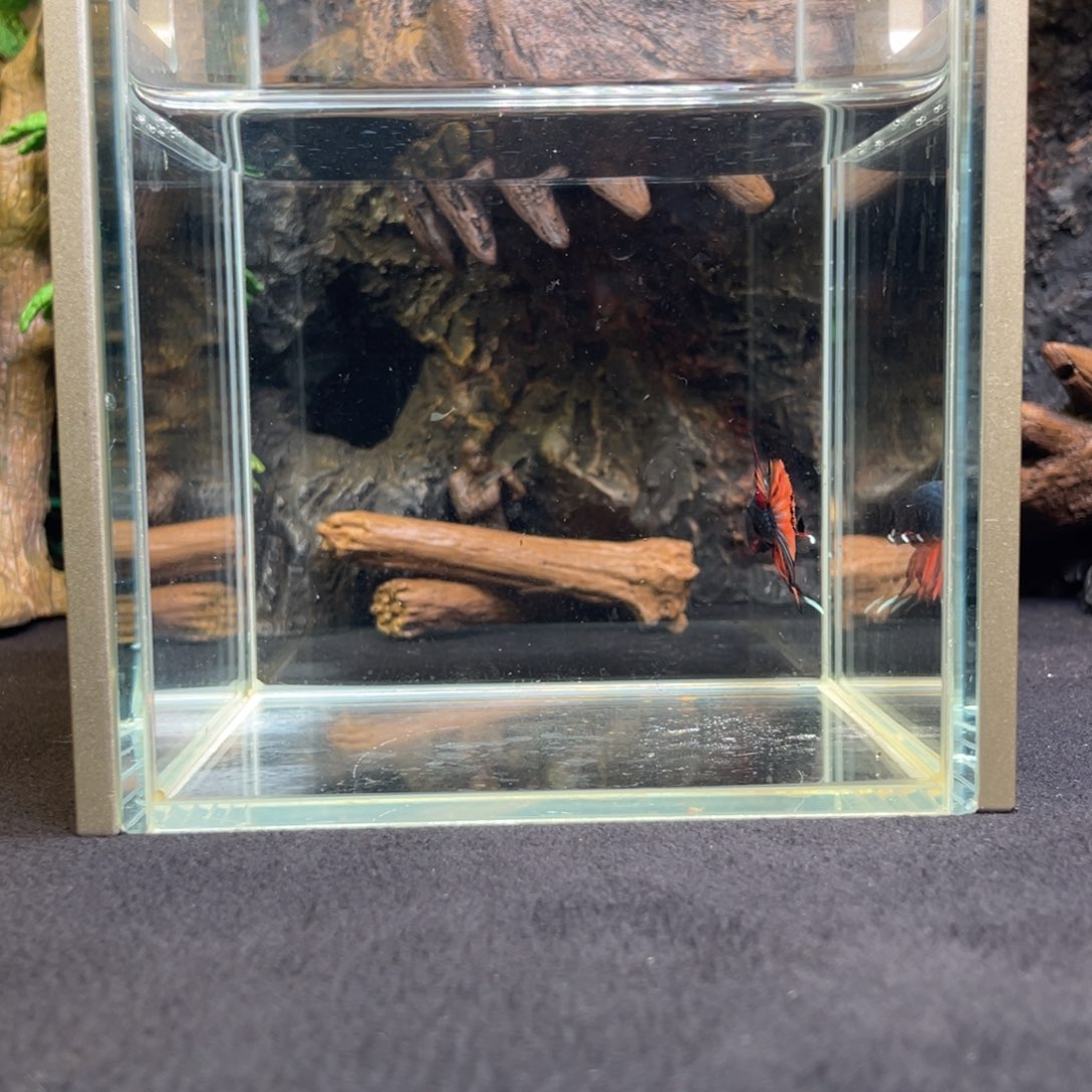 斗鱼十二月七日竞价