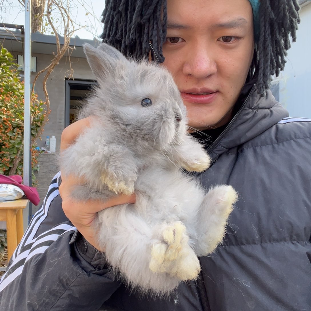 宠物兔英系安哥拉兔