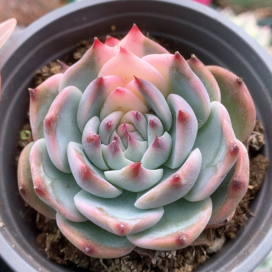 104锦锦锦锦锦锦锦锦